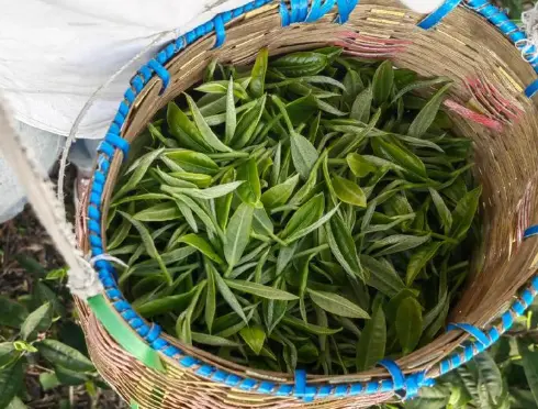 新中式魔都漫游，围炉煮茶加汉服游园，这波中式美学空间真的藏不住了